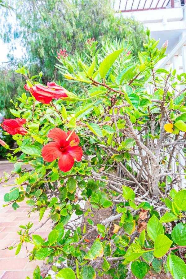 Vivienda Vacacional Rose Costa Teguise Ngoại thất bức ảnh